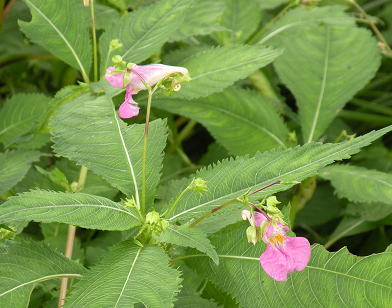 秋の野草(9~11月) 秋の野草(9~11月)