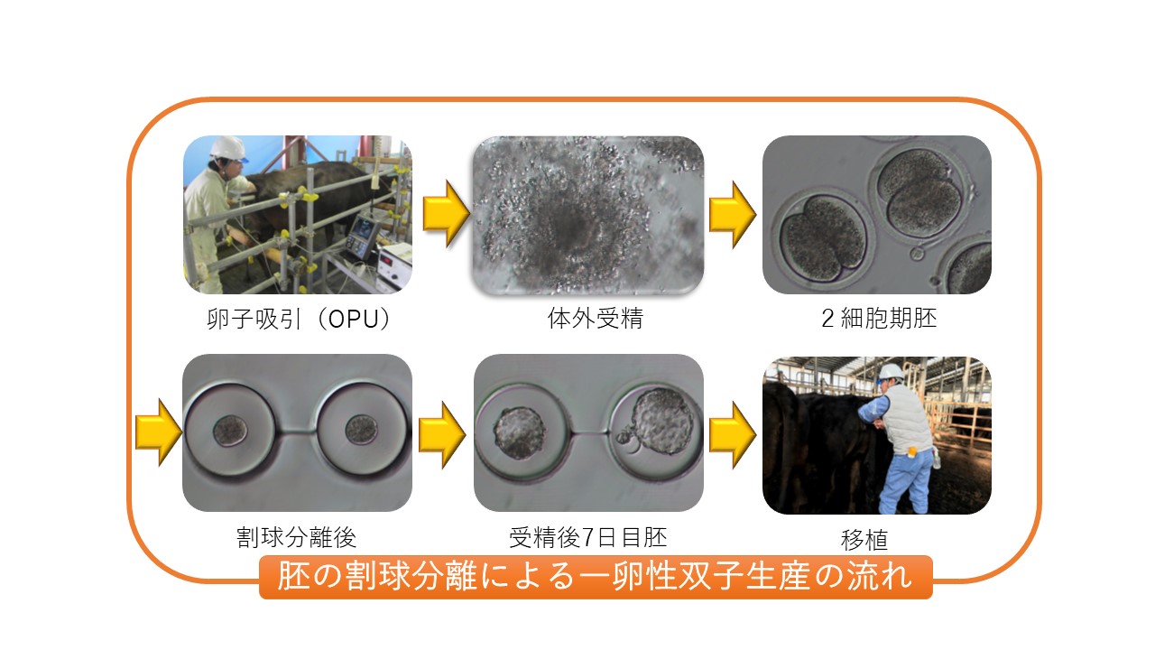 高度な技術を活用した黒毛和種の改良