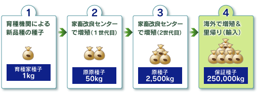家畜改良センターでのもと種子の増殖