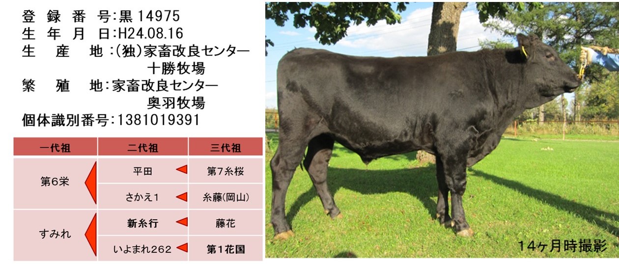 日本飼養標準・乳牛 (2017年版) | 農業 食品産業技術総合研究