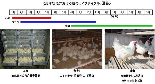国産鶏種の育種改良