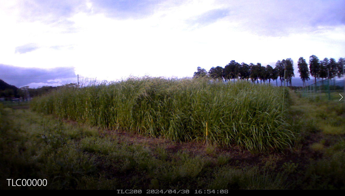 ぴろり【新品未開封】イタリアンライグラス他 イタリアンライグラス - オガワのタネ オンラインショップ