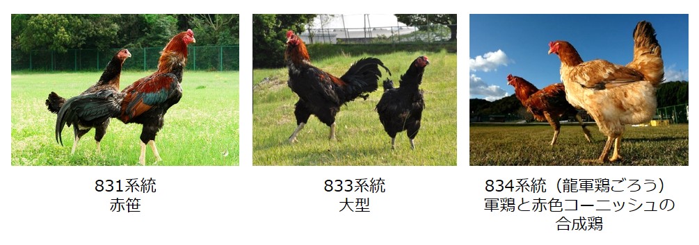 軍鶏の飼養管理