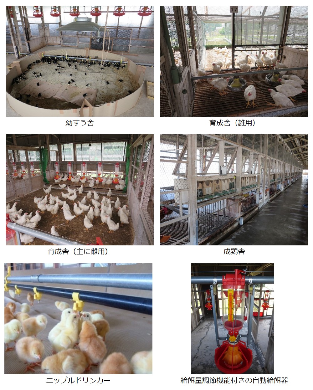 【軍鶏】 廣吉 五三氏 鶏自慢 - 日本鶏保護連盟