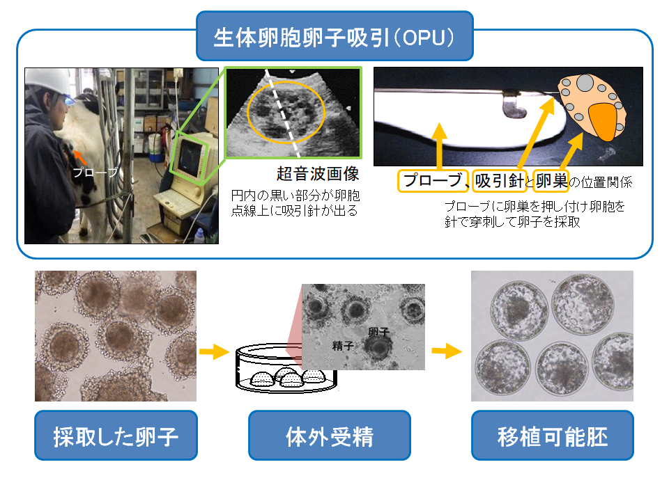 牛の繁殖技術